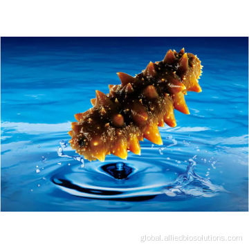 China sea cucumber peptide powder Manufactory